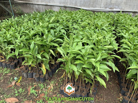 Tổng hợp 97 hình về mô hình trồng cây nhàu daotaonec #32 Tổng hợp 97 hình về mô hình trồng cây nhàu daotaonec